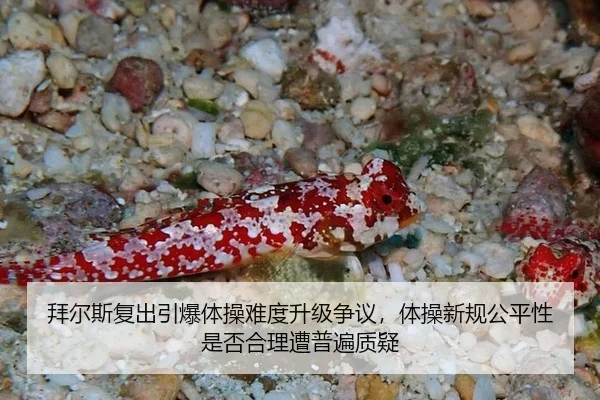 bai-er-si-fu-chu-yin-bao-ti-cao-nan-du-sheng-ji-zheng-yi-ti-cao-xin-gui-gong-ping-xing-shi-fou-he-li-zao-pu-bian-zhi-yi-3-466.jpg