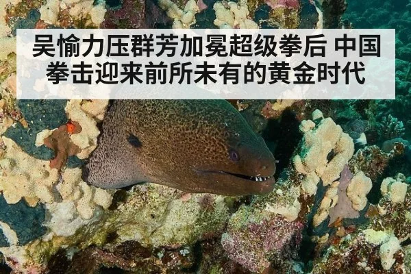 吴愉力压群芳加冕超级拳后 中国拳击迎来前所未有的黄金时代